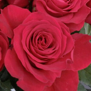 yg_璼Izoc 2N劔 4 O[ie{X Hybrid tea Roses H1278 KNc Ɨp Ԗ NX}X ubNtCf[ 5̂  2025 v[g Mtg
