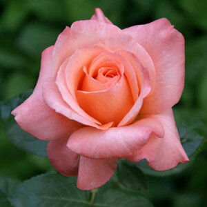 �y��g�_�����璼���I�z �o���c 2�N�劔 4�� �T�[�����X�p�C�A Hybrid tea Roses H1314 �K�N�c ���Ɨp �Ԗ����� �z���C�g�f�[ ��̓� �������� 2026 �v���[���g �M�t�g