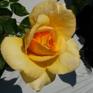 �y��g�_�����璼���I�z �o���c 2�N�劔 4�� �n�j�[�l Hybrid tea Roses H1315 �K�N�c ���Ɨp �Ԗ����� �z���C�g�f�[ ��̓� �������� ps2201 2026 �v���[���g �M�t�g