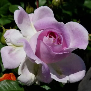 yg_璼Iz oc 2N劔 4 TtBAERh Hybrid tea Roses H1324 KNc Ɨp Ԗ NX}X ubNtCf[  2025 v[g Mtg