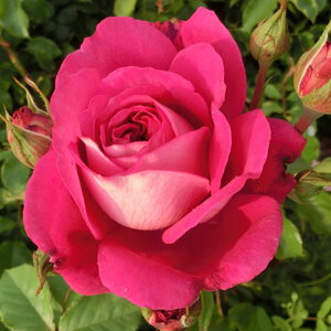 �y��g�_�����璼���I�z �o���c 2�N�劔 4�� �}�L�V�� Hybrid tea Roses H1331 �K�N�c ���Ɨp �Ԗ����� �z���C�g�f�[ ��̓� �������� 2026 �v���[���g �M�t�g