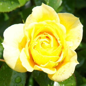 y11{` g_璼Iz Hc oc 2N劔 4 Tj[XJC Hybrid tea Roses H1394 KNc Ɨp Ԗ nEB nEC NX}X  \ܖ 2025 v[g 