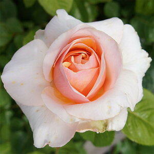 yg_璼Izoc 2N劔 4 XC[g{[V Hybrid tea Roses H1395 KNc Ɨp Ԗ NX}X |CgobN  2025 v[g Mtg