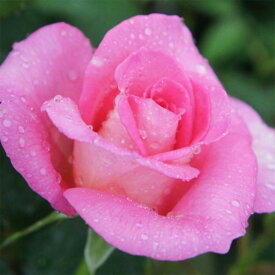 【提携農園から直送！】 バラ苗 2年大株苗 パフュームロイヤル 大輪 ピンク系 香り 強香 四季咲き 4号鉢 H1396 薔薇苗 自家用 花無し株 バレンタイン 5のつく日 送料無料 お買い物マラソン 送料込み 楽天 2026 プレゼント ギフト