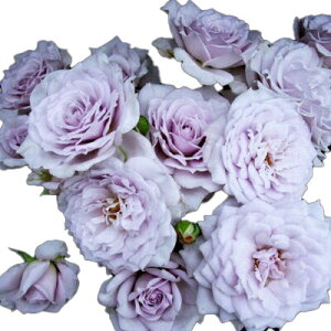 yg_璼Izoc 2N劔 4 m[uVC Floribunda Roses K0002 KNc Ɨp Ԗ NX}X ubNtCf[  2025 v[g Mtg