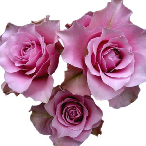 yg_璼Iz oc 2N劔 4 GWFYtFCX Floribunda Roses K0004 KNc Ɨp Ԗ NX}X ubNtCf[ 5̂  2025 v[g Mtg