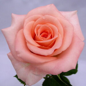 yg_璼Iz oc 2N劔 4 Tw Hybrid tea Roses K0007 KNc Ɨp Ԗ NX}X ubNtCf[  2025 v[g Mtg