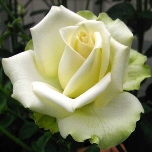 yg_璼Iz oc 2N劔 4 vZX[T} Hybrid tea Roses K0010 KNc Ɨp Ԗ NX}X ubNtCf[  2025 v[g Mtg