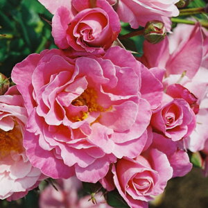 yg_璼Izoc 2N劔 4 OffVFX}AeT Floribunda Roses L0020 KNc Ɨp Ԗ NX}X ubNtCf[ 5̂ 