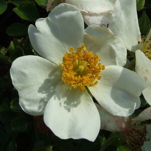 yg_璼Izoc 2N劔 4 O[Xl[N Climbing Roses L0023 NC~O [Y NX}X |CgobN  2025 v[g Mtg