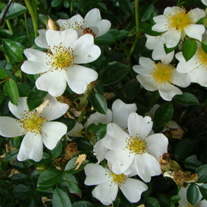 yg_璼Iz oc 2N劔 4 v`T[yg Climbing Roses L0043 KNc Ɨp Ԗ NX}X ubNtCf[  2025 v[g Mtg