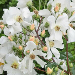 yg_璼Izoc 2N劔 4 zCg}WbN Climbing Roses L0050 KNc Ɨp Ԗ NX}X ubNtCf[  2025 v[g Mtg