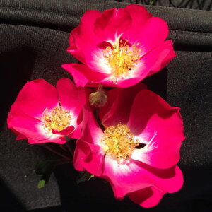 yg_璼Izoc 2N劔 4 x Climbing Roses L0056 NC~O [Y KNc Ɨp Ԗ NX}X ubNtCf[  2025 v[g Mtg