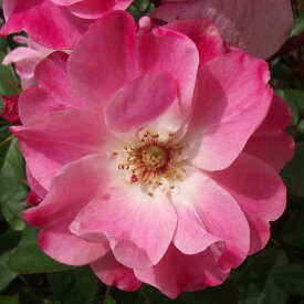 バラ苗 2年大株 4号 ルイスダブルラッシュ Floribunda Roses L0057 自家用 花無し株 送料無料