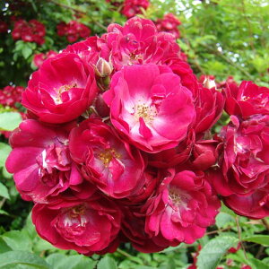 yg_璼Iz oc 2N劔 4 Ch[f Climbing Roses L0062 NC~O [Y KNc Ɨp Ԗ NX}X |CgobN  2025 v[g Mtg