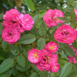 yg_璼Iz oc 2N劔 4 WFbgt[ Climbing Roses L0843 KNc Ɨp Ԗ NX}X ubNtCf[  2025 v[g Mtg