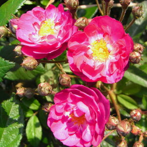 y11{` g_璼Iz oc 2N劔 4 VxEX Climbing Roses L0844 NC~O [Y Ɨp Ԗ nEB  ̓ ̓ 2025 v[g Mtg