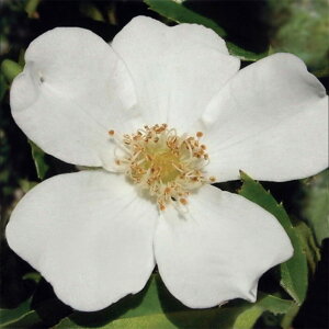 yg_璼Iz oc 2N劔c zCgXvC Y[Y 4 L1021 KNc Ɨp Ԗ NX}X X[p[Z[  2025 v[g Mtg