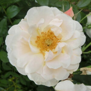 yg_璼Iz oc 2N劔 4 cP Floribunda Roses L1117 KNc Ɨp Ԗ NX}X ubNtCf[  2025 v[g Mtg