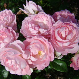 秋苗 バラ苗 2年大株 4号 シルビードゥサリア Floribunda Roses L1318 自家用 花無し株 送料無料