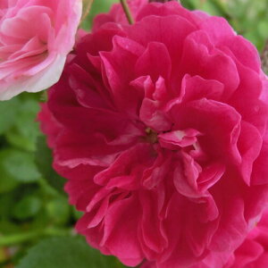 yg_璼Izoc 2N劔 4 oCIbgt[h Climbing Roses L1326 NC~O [Y KNc Ɨp Ԗ NX}X ubNtCf[  2025 v[g Mt