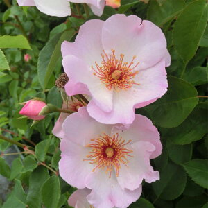 yg_璼Izoc 2N劔 4 X[[hDCUx Climbing Roses L1359 KNc Ɨp Ԗ NX}X ubNtCf[  2025 v[g Mtg