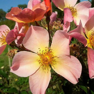 yg_璼Iz oc 2N劔 4 YtA[ Climbing Roses L1360 KNc Ɨp Ԗ NX}X ubNtCf[  2025 v[g Mtg