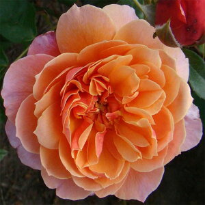 yg_璼Izoc 2N劔c ObcWC LENS o 4 L1361 KNc Ɨp Ԗ NX}X ubNtCf[  2025 v[g Mtg