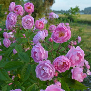 yg_璼Iz oc 2N劔c ~[P@ LENS o 4 L1364 KNc Ɨp Ԗ NX}X ubNtCf[ 5̂  2025 v[g Mtg