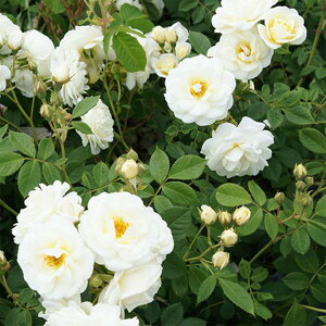 y11{` g_璼Iz oc 2N劔c Vg[hD}Xobn Y[Y o n lG炫 4 L1383 KNc Ɨp Ԗ nEB nEC NX