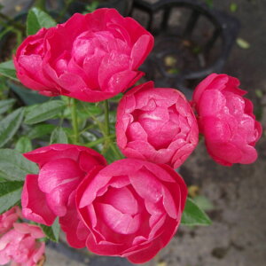 yg_璼Izoc 2N劔 4 X_bNi}U[YfBj Miniature Roses M0364 KNc Ɨp Ԗ NX}X ubNtCf[  2025 v[g Mtg