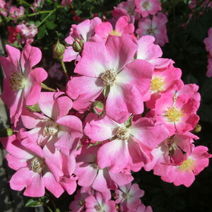 yg_璼Iz oc 2N劔 4 un[g Miniature Roses M0365 KNc Ɨp Ԗ NX}X ubNtCf[  2025 v[g Mtg