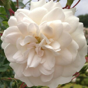 y11{` g_璼Iz oc 2N劔c V[tH[  4 M1092 KNc Ɨp Ԗ nEB nEC NX}X  2025 v[g Mtg