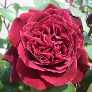 yg_璼Iz oc 2N劔 4 AXgbgO[tBtHnfxO Floribunda Roses N0112 KNc Ɨp Ԗ NX}X |CgobN  ps2201 2025 v