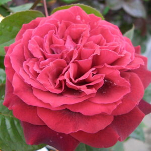 y11{` g_璼IzHc oc 2N劔 4 EBVbe Hybrid tea Roses N0115 KNc Ɨp Ԗ nEB nEC NX}X ڊӃf[  2025 
