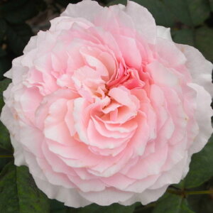 yg_璼Iz oc 2N劔 4 Keg Hybrid tea Roses N0118 KNc Ɨp Ԗ NX}X ubNtCf[ 5̂  2025 v[g Mtg