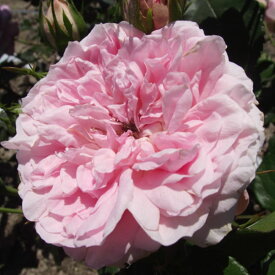 秋苗 バラ苗 2年大株 4号 ギドモーパッサン Floribunda Roses N0120 自家用 花無し株 送料無料 ps2201