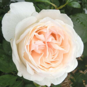 yg_璼Iz oc 2N劔 4 tOg[Y Hybrid tea Roses N0965 KNc Ɨp Ԗ NX}X ubNtCf[  2025 v[g Mtg