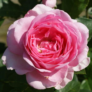 yg_璼Izoc 2N劔 4 M^lbTX Climbing Roses N0981 NC~O [Y KNc Ɨp Ԗ NX}X ubNtCf[  2025 v[g Mtg