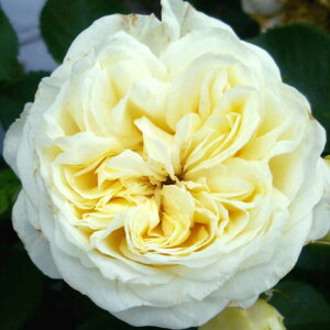 yg_璼Izoc 2N劔 4 NvZXEA[ Floribunda Roses N0989 KNc Ɨp Ԗ NX}X ubNtCf[ 5̂ 