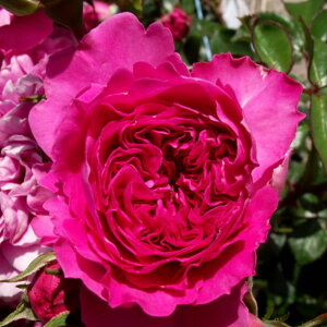 yg_璼Izoc 2N劔 4 olX Floribunda Roses N0997 NX}X X[p[Z[  2025 v[g Mtg