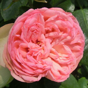 y11{` g_璼IzHc oc 2N劔 4 `[~OsAm Hybrid tea Roses N1203 KNc Ɨp Ԗ nEB nEC NX}X  2025 v[g M