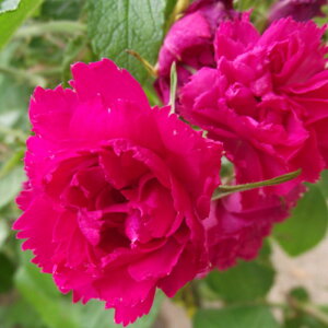 yg_璼Iz oc 2N劔 4 F.J.O[ehXg Old Roses O0462 KNc Ɨp Ԗ NX}X ubNtCf[ 5̂  2025 v[g Mtg