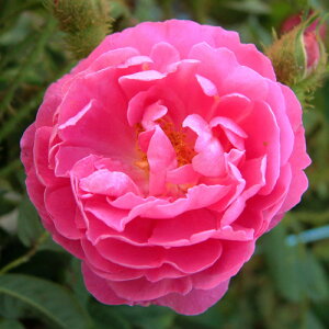 yg_璼Iz oc 2N劔 4 A}^ Old Roses O0466 KNc Ɨp Ԗ NX}X ubNtCf[  2025 v[g Mtg