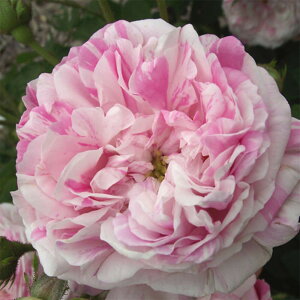 yg_璼Izoc 2N劔 4 PeBtHAoGK[^ Old Roses O0473 KNc Ɨp Ԗ NX}X ubNtCf[  ps2201