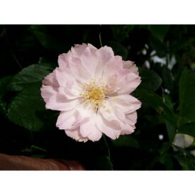 【提携農園から直送！】 バラ苗 2年大株 4号 フィンブリアータ Old Roses O0494 薔薇苗 自家用 花無し株 バレンタイン ホワイトデー 送料無料 2026 プレゼント ギフト