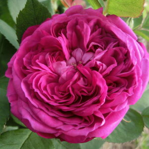 y11{` g_璼Iz oc 2N劔 4 [kfBIbg Old Roses O0515 KNc Ɨp Ԗ nEB nEC }\  2025 v[g M