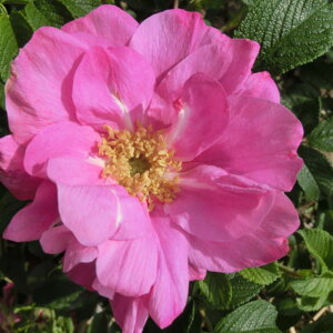 y11{` g_璼Iz Hc oc 2N劔 4 WFn}[o[O Old Roses O0936 KNc Ɨp Ԗ nEB nEC NX}X  2025 v[g Mt