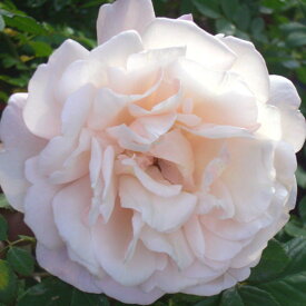 【提携農園から直送！】 バラ苗 2年大株 4号 マダムアルフレッドキャリエール Old Roses O1028 薔薇苗 自家用 花無し株 バレンタイン ホワイトデー 送料無料 2026 プレゼント ギフト