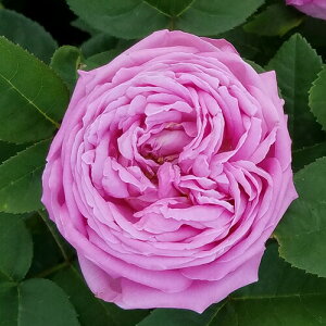 yg_璼Iz oc 2N劔 4 ReXZVhVuA Old Roses O1109 KNc Ɨp Ԗ NX}X ubNtCf[  ps2201 2025 v[g Mtg